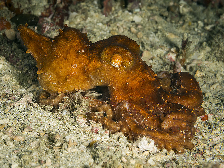 Octopus pallidus 